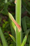 Weak-leaf yucca